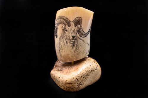 RAM HEAD SCRIMSHAW